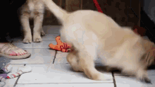 Come Back Here! GIF - Puppy Mop Funny GIFs