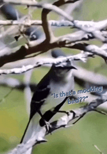 a bird is perched on a tree branch with the words " is that a mocking bird " above it