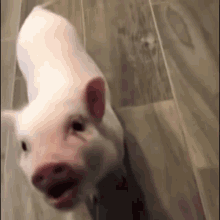 Pig Cutie GIF - Pig Cutie Pig Cutie GIFs