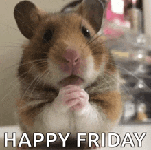 Begging Hamster Hamster Beg Meme