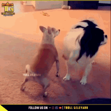 Funny Dog GIF - Funny Dog Doggo GIFs