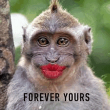Forever Yours Monkey GIF