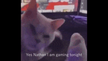a white cat is sitting in front of a computer monitor and says `` yes nathan i am gaming tonight '' .