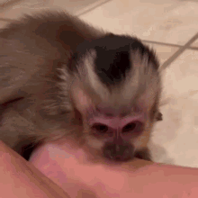 a small monkey is laying on a person 's arm .