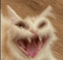 a close up of a white cat with its mouth open