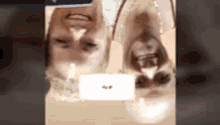 Upside Down Blonde GIF