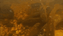 Sea Lamprey GIF