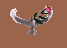 rose dove