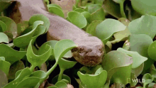 Prowling Monster Snakes GIF - Prowling Monster Snakes Sneaking GIFs