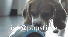 a dog is sniffing a blue object with the words ig @ pupstime behind it