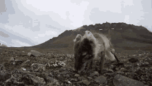 Eating National Geographic GIF - Eating National Geographic The Arctic Fox Looks For A Meal GIFs
