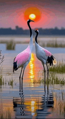 two cranes are standing in the water with the sun behind them .