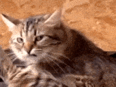 Cat Doesn'T Matter GIF - Cat Doesn'T Matter Stress GIFs