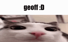 Geoff Geoff Cat GIF - Geoff Geoff Cat Silly Cat GIFs