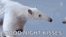 funny animals kiss aadvark goodnight kisses