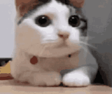 Funnycat Server GIF - Funnycat Cat Server GIFs