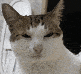 Cat Cat Smug GIF - Cat Cat Smug Cat Smirk GIFs
