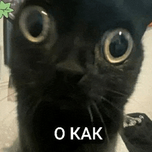 a close up of a black cat with big eyes and the words `` o kak '' written on it .