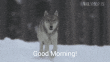 a picture of a wolf in the snow with the words good morning on the bottom
