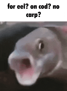 For Eel On Cod GIF - For Eel On Cod No Carp GIFs