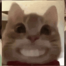 a close up of a cat 's face with a big smile on it .