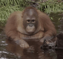 Beni Orangutan GIF