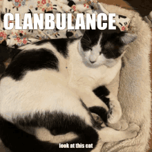 Clanbulance Clam GIF - Clanbulance Clam Clembonk GIFs