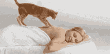 Massage Cat GIF - Massage Cat Well GIFs