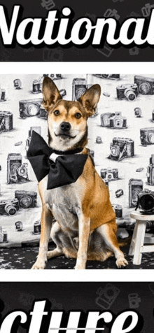 a dog wearing a bow tie is sitting in front of a national picture wall