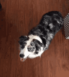 a black and white dog is laying on a wood floor