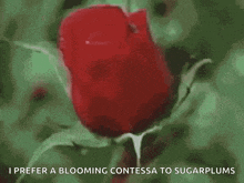 a red rose with the words `` i prefer a blooming contessa to sugarplums '' written below it