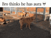 a group of dogs standing in a fenced in area with the words bro thinks he has aura