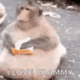 a fat monkey is sitting on the ground eating a candy bar and saying i love grammy .