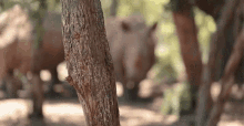 Rhinoceros Dean Schneider Vlog GIF