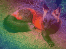 Fox Rainbow GIF - Fox Rainbow Pride Fox GIFs