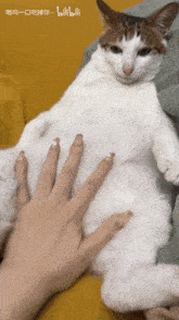a white cat is laying on a yellow couch and a person 's hand is touching it