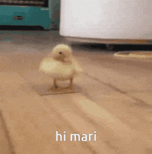 a small yellow chicken is walking on a wooden floor with the words hi mari in the background .