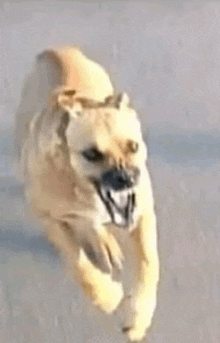 a dog is running on a beach with its mouth open and yawning .