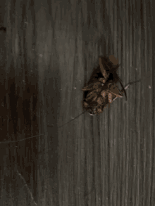 Flash Roach GIF - Flash Roach American Cockroach GIFs