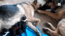 Licking Care GIF - Licking Care Puppies GIFs