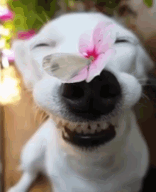 Dog Butterfly GIF - Dog Butterfly Smile GIFs