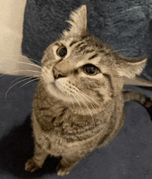a close up of a cat 's face looking up at the camera