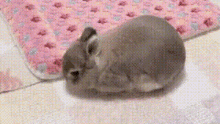 Dead Bunny GIF - Dead Bunny Cute GIFs