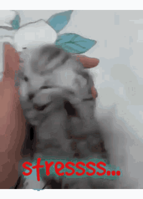 Stress Cat Cat Cute GIF - Stress Cat Cat Cute Cat GIFs