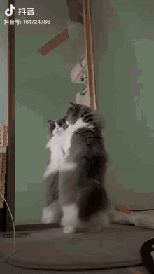a cat standing in front of a mirror with tiktok written on the bottom right