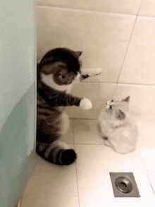 Cat Kitty GIF - Cat Kitty Hug GIFs