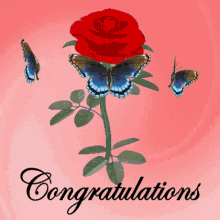 Congratulations Congrats GIF - Congratulations Congrats Rose And Butterflies GIFs
