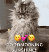 im here wake up good morning sunshine funny animals cat
