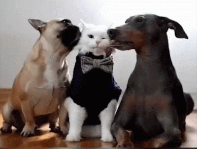 Funny Animals Dance GIF - Funny Animals Dance Lick - Discover & Share GIFs