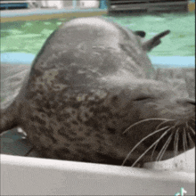 a seal with its eyes closed is laying on its back